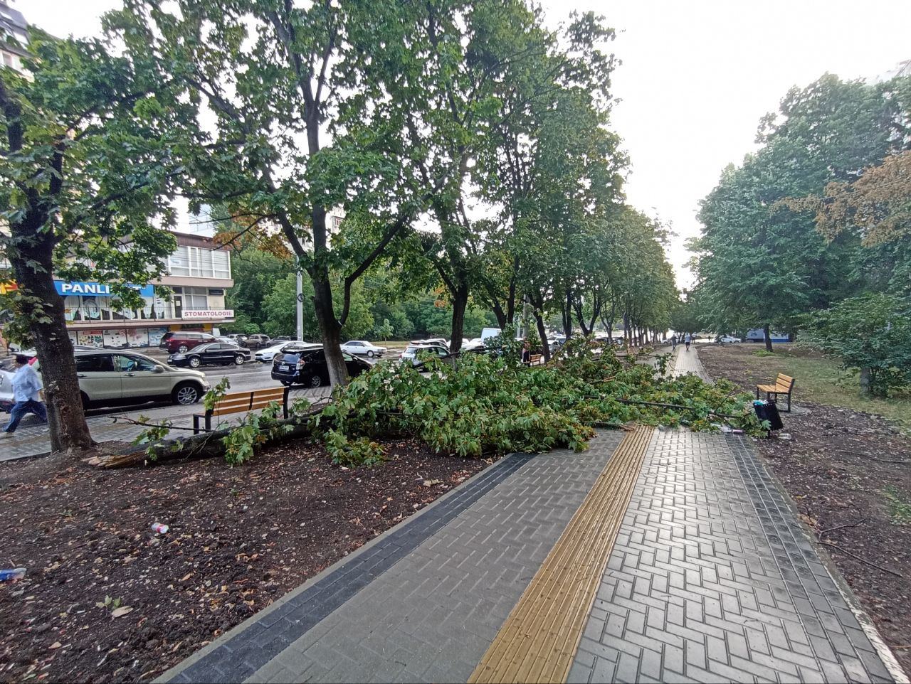 Imaginile publicate de Primăria Chișinău arată consecințele ploilor torențiale din această noapte. Mai mulți copaci au căzut pe trotuar, pe partea carosabilă și peste cablurile electrice