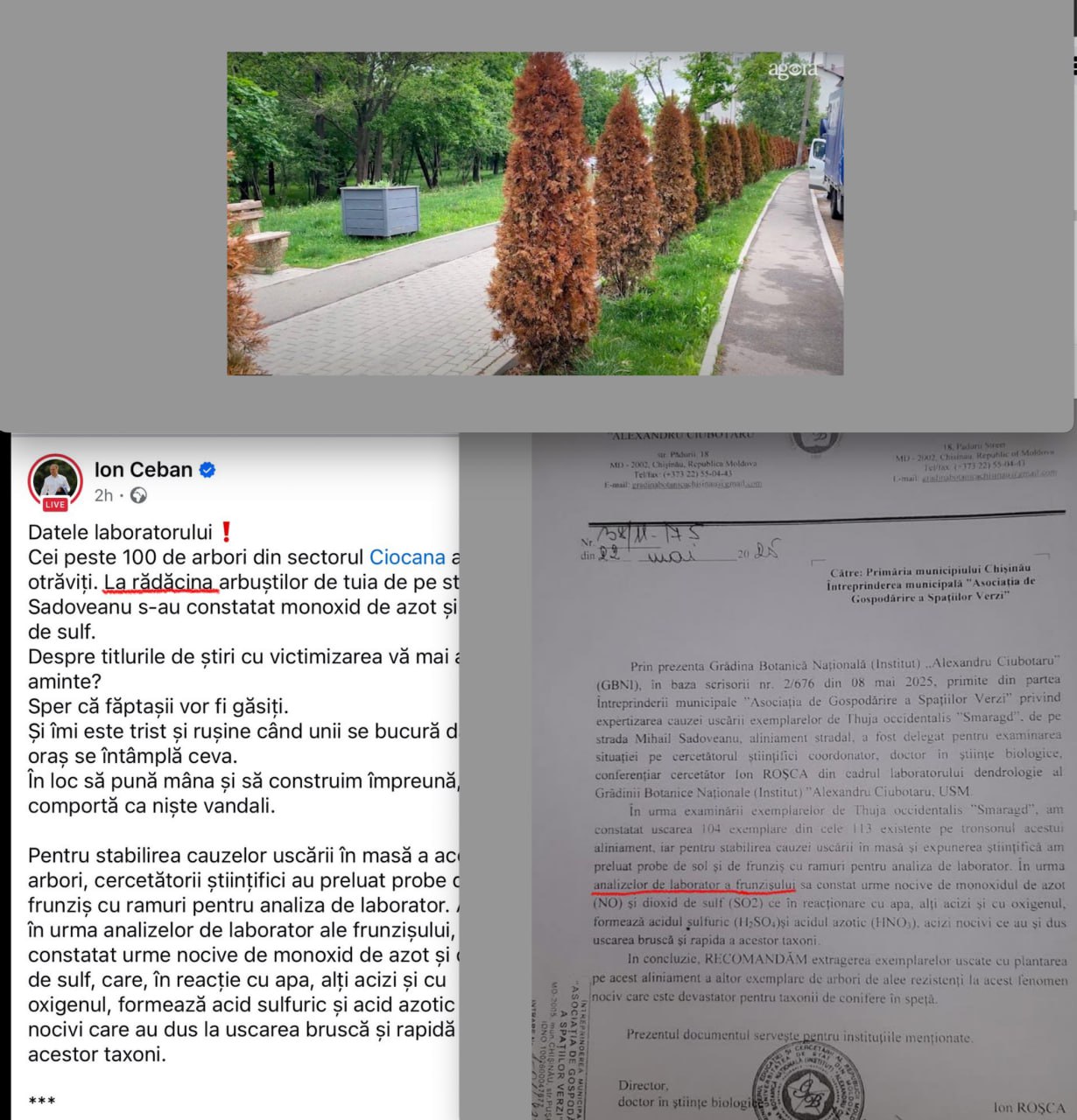 O nouă victimizare a lui Ion Ceban? Cei peste 100 de arbuști de tuia din sectorul Ciocana al capitalei s-au uscat din cauza „ploilor acide”. O expertiză tehnică a specialiștilor spune că în urma analizelor de laborator a frunzișului s-a constatat urme nocive de monoxit de azot și dioxid de sulf, care în combinație cu alți factori au dus la uscarea taxonilor