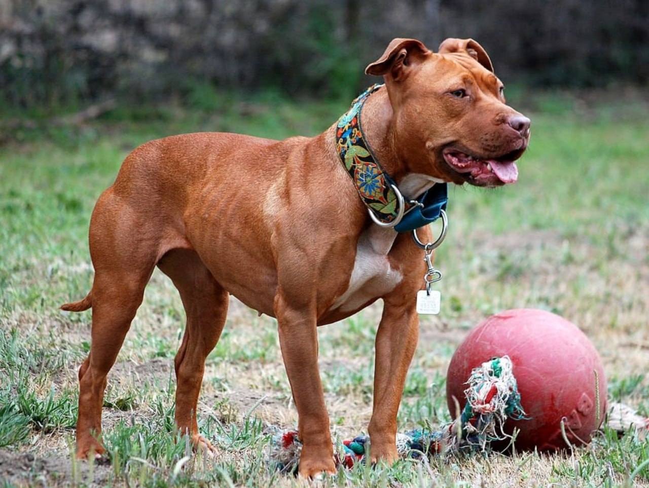 Din septembrie 2027, Moldova va interzice creșterea și reproducerea a 11 rase de câini considerate periculoase, inclusiv Pitbull și Caucazian Shepherd. Proprietarii actuali pot păstra câinii, dar trebuie să-i sterilizeze
